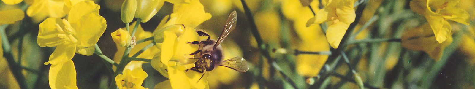 Biene auf gelber Blüte © Dienstleistungszentren Ländlicher Raum